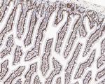 USP39 Antibody in Immunohistochemistry (Paraffin) (IHC (P))