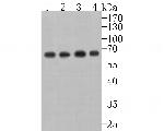 USP39 Antibody in Western Blot (WB)