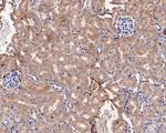 NKp44 Antibody in Immunohistochemistry (Paraffin) (IHC (P))