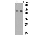 NKp44 Antibody in Western Blot (WB)