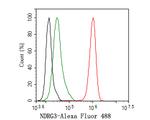 NDRG3 Antibody in Flow Cytometry (Flow)