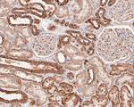 NDRG3 Antibody in Immunohistochemistry (Paraffin) (IHC (P))