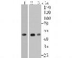 NDRG3 Antibody in Western Blot (WB)