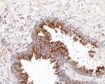 DCAF7 Antibody in Immunohistochemistry (Paraffin) (IHC (P))