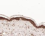 NPY5R Antibody in Immunohistochemistry (Paraffin) (IHC (P))