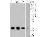 NPY5R Antibody in Western Blot (WB)