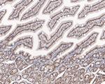 NOLA3 Antibody in Immunohistochemistry (Paraffin) (IHC (P))