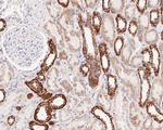 SAMM50 Antibody in Immunohistochemistry (Paraffin) (IHC (P))