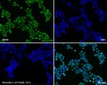 USP39 Antibody in Immunocytochemistry (ICC/IF)