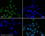 USP39 Antibody in Immunocytochemistry (ICC/IF)