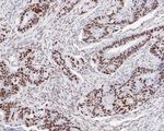 USP39 Antibody in Immunohistochemistry (Paraffin) (IHC (P))