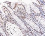 USP39 Antibody in Immunohistochemistry (Paraffin) (IHC (P))