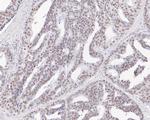 USP39 Antibody in Immunohistochemistry (Paraffin) (IHC (P))