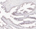 USP39 Antibody in Immunohistochemistry (Paraffin) (IHC (P))