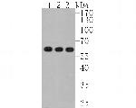 USP39 Antibody in Western Blot (WB)