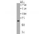 GBP1 Antibody in Western Blot (WB)