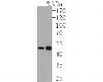 FDFT1 Antibody in Western Blot (WB)