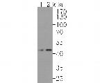 FDFT1 Antibody in Western Blot (WB)