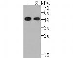 HFE Antibody in Western Blot (WB)