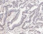 SRP19 Antibody in Immunohistochemistry (Paraffin) (IHC (P))