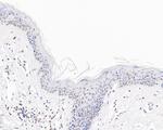 SRP19 Antibody in Immunohistochemistry (Paraffin) (IHC (P))