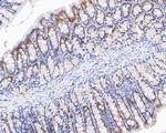 SRP19 Antibody in Immunohistochemistry (Paraffin) (IHC (P))