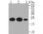 SRP19 Antibody in Western Blot (WB)