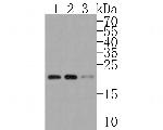 SRP19 Antibody in Western Blot (WB)