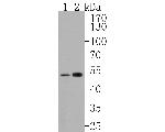 ZPR1 Antibody in Western Blot (WB)