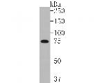 CPSF3 Antibody in Western Blot (WB)