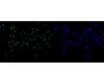 SNRPA1 Antibody in Immunocytochemistry (ICC/IF)