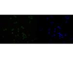 SNRPA1 Antibody in Immunocytochemistry (ICC/IF)