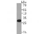 OLIG3 Antibody in Western Blot (WB)