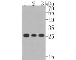 Kappa Light Chain Antibody in Western Blot (WB)