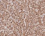 HDGF Antibody in Immunohistochemistry (Paraffin) (IHC (P))