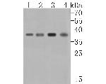 HDGF Antibody in Western Blot (WB)