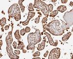 SBDS Antibody in Immunohistochemistry (Paraffin) (IHC (P))