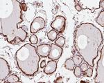 SBDS Antibody in Immunohistochemistry (Paraffin) (IHC (P))