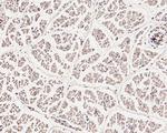 WIPI1 Antibody in Immunohistochemistry (Paraffin) (IHC (P))