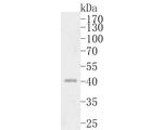 ERLIN2 Antibody in Western Blot (WB)