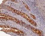 ACAA2 Antibody in Immunohistochemistry (Paraffin) (IHC (P))