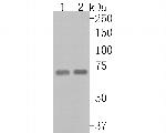 METTL3 Antibody in Western Blot (WB)