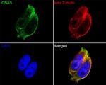 GNAS Antibody in Immunocytochemistry (ICC/IF)