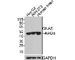 GNAS Antibody in Western Blot (WB)