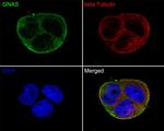 GNAS Antibody in Immunocytochemistry (ICC/IF)