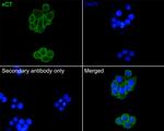 SLC7A11 Antibody in Immunocytochemistry (ICC/IF)