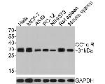 C1QBP Antibody in Western Blot (WB)