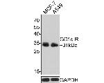 C1QBP Antibody in Western Blot (WB)