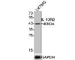 IL10RB Antibody in Western Blot (WB)