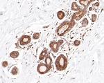 ROBO1 Antibody in Immunohistochemistry (Paraffin) (IHC (P))